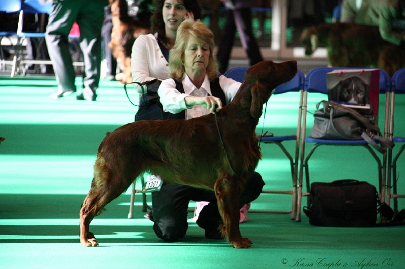 Crufts2011 064.jpg